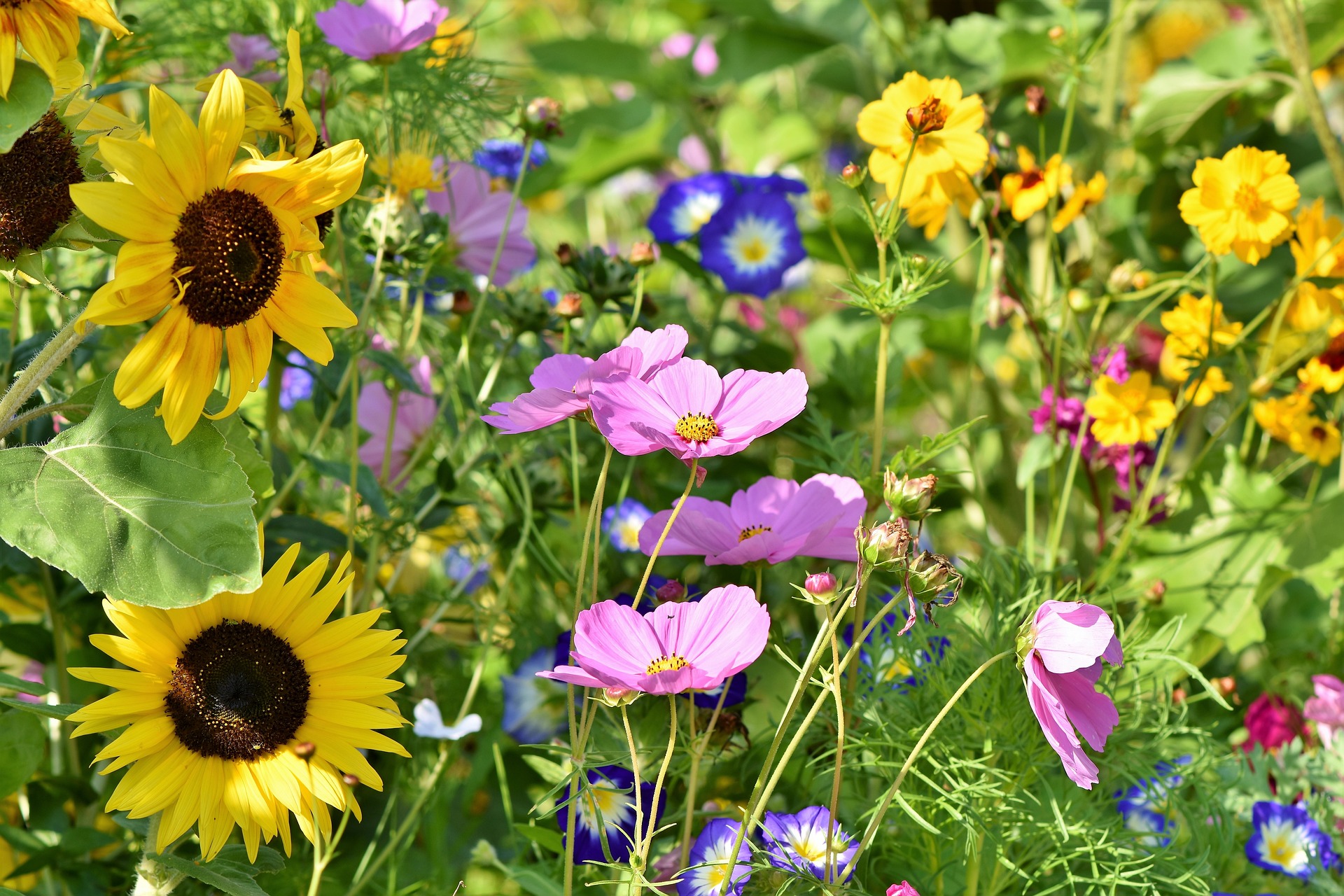 Wird die Pflanze mit Rücksicht auf den Standort gewählt, steht dem Gartenglück nichts im Wege.  | © pixabay