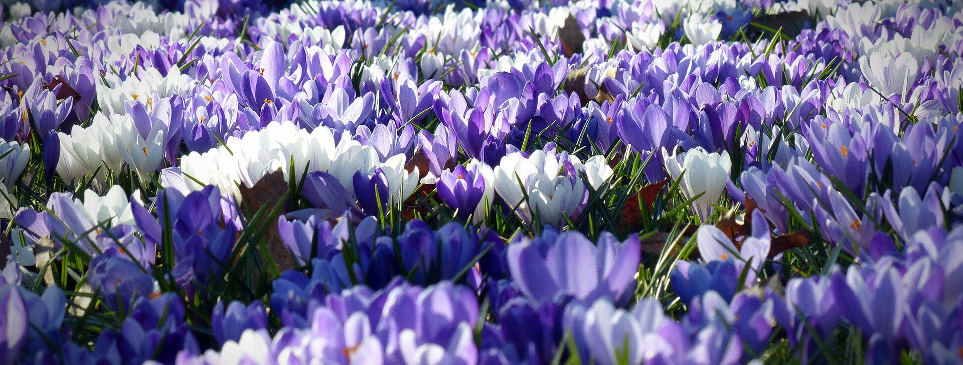 Frühjahrsputz im Garten: Tipps für einen erfolgreichen Start ins neue Gartenjahr | © pixabay