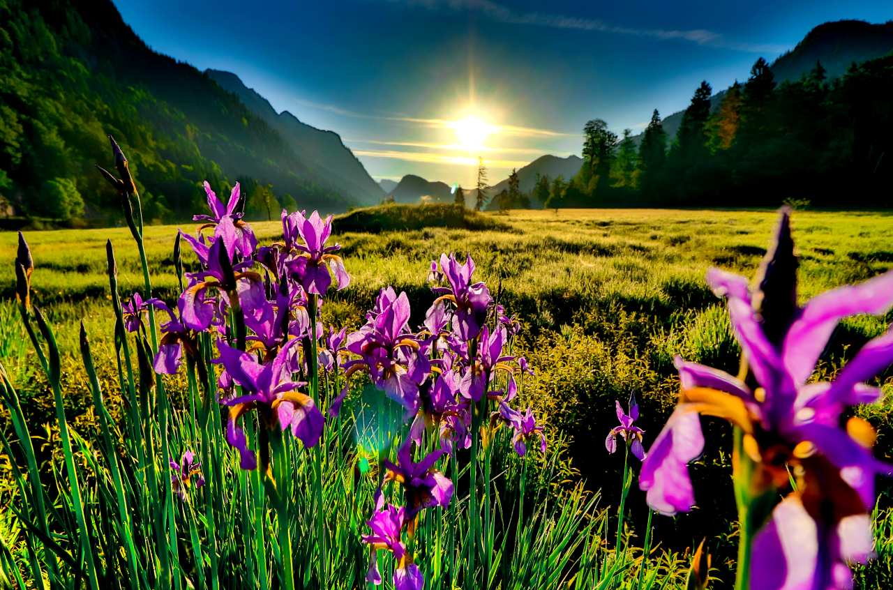 Iris im Sonnenaufgang - Ruhpolding - Chiemgau | © shutterstock - WalterWeiss