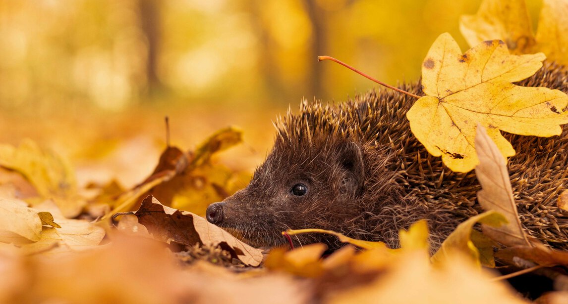 Igel freuen sich über Laub im Garten | © shutterstock - VladimirSVK Ein Laubhaufen im Garten bietet Igeln ein Winterquartier.  | © shutterstock - VladimirSVK