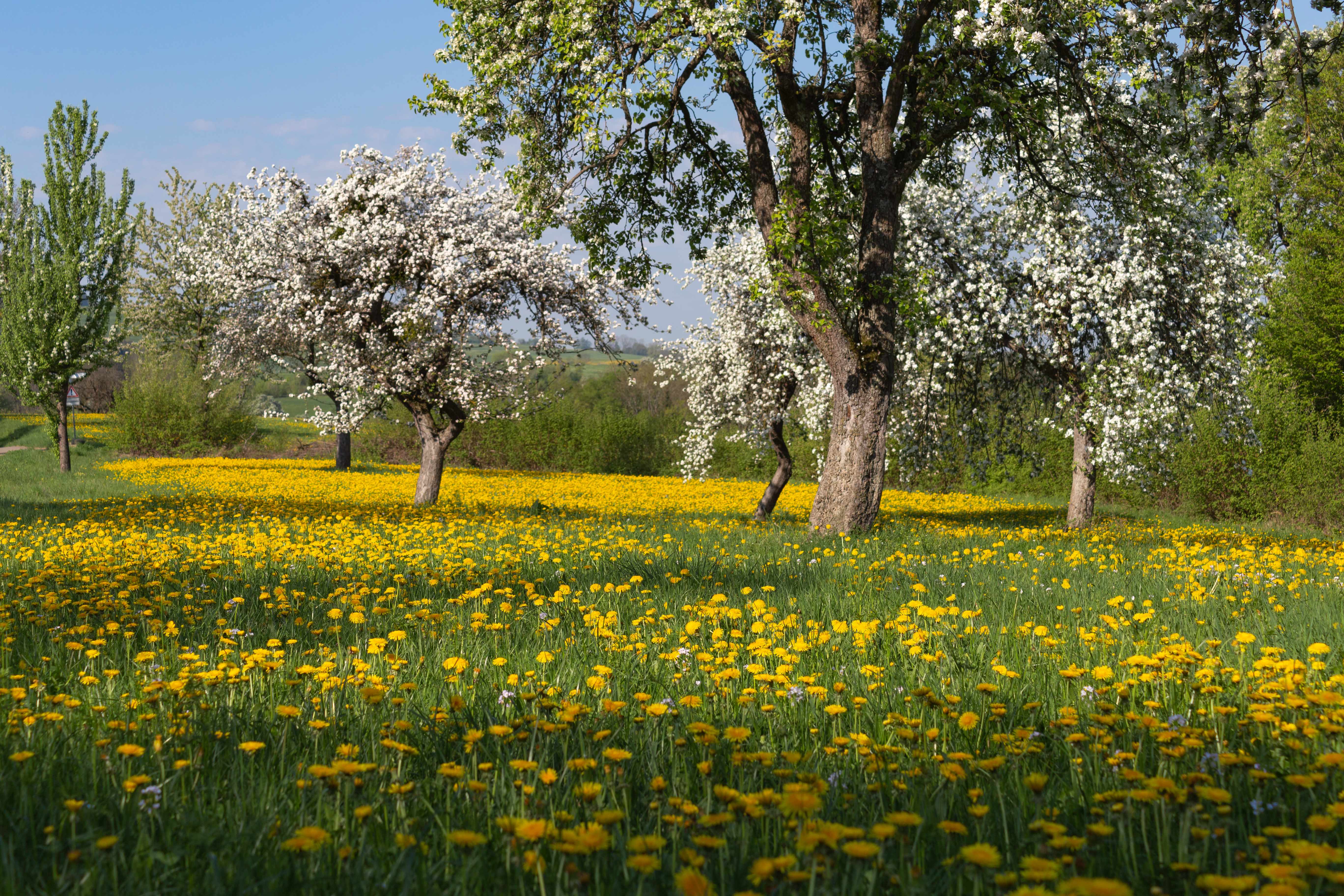 Ökopunkte anstatt Ausgleichsflächen erwerben kann sinnvoll sein.  | © shutterstock - rudolfgeiger