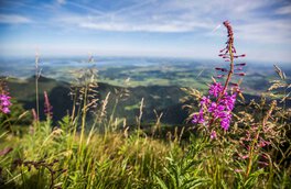  frühling, alpen, alpenvorland, natur, berg gehen, in den bergen, chiemgau, chiemgauer alpen, hochfelln, rauschberg, kampenwand, hausbauhaus, immobilien | © Chiemgau Tourismus