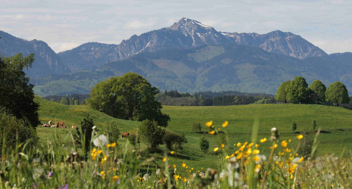  frühling, alpen, alpenvorland, natur, berg gehen, in den bergen, chiemgau, chiemgauer alpen, hochfelln, rauschberg, kampenwand, hausbauhaus, immobilien | © Chiemgau Tourismus