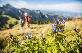  frühling, alpen, alpenvorland, natur, berg gehen, in den bergen, chiemgau, chiemgauer alpen, hochfelln, rauschberg, kampenwand, hausbauhaus, immobilien | © Chiemgau Tourismus