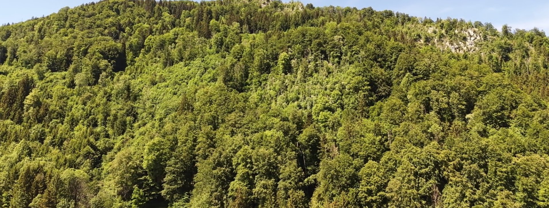 Waldgrundstück, Mischwald, Grundstück kaufen, Teisendorf, Rupertiwinkel  | © HausBauHaus GmbH 
