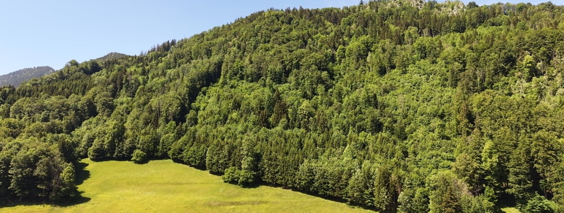 Waldgrundstück, Mischwald, Grundstück kaufen, Teisendorf, Rupertiwinkel  | © HausBauHaus GmbH 