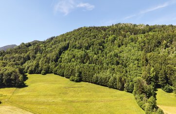 Waldgrundstück, Mischwald, Grundstück kaufen, Teisendorf, Rupertiwinkel  | © HausBauHaus GmbH 
