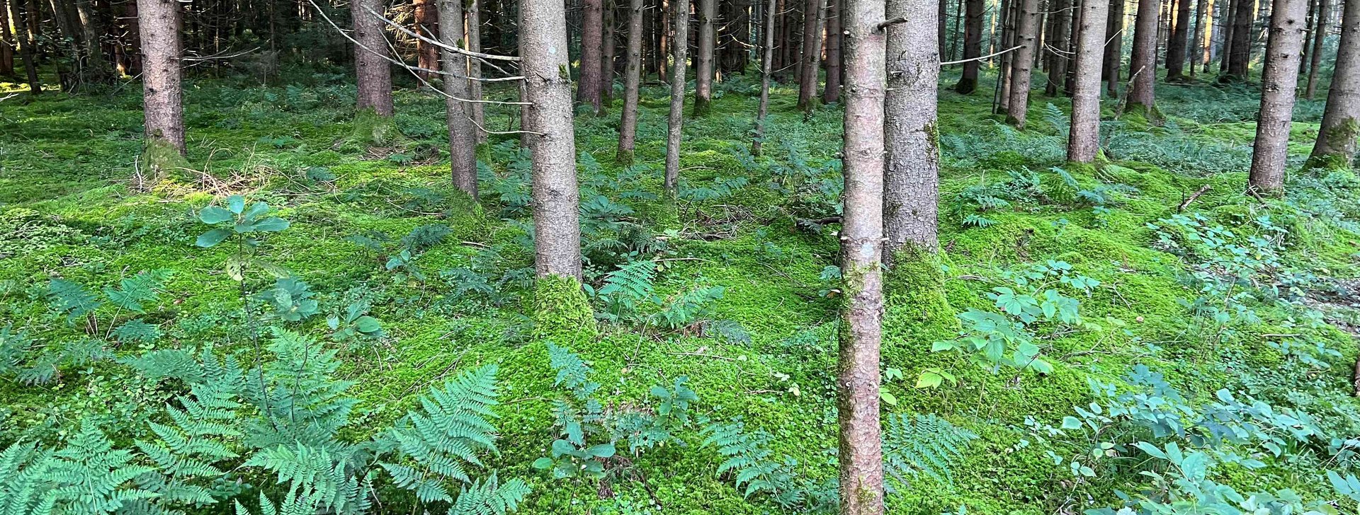 Waldgrundstück, Grundstück kaufen, Kirchanschöring  | © HausBauHaus GmbH 